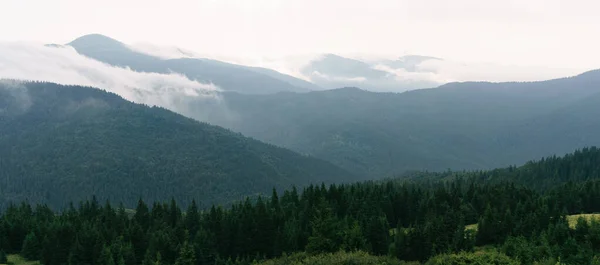 Огидний Гірський Ліс Туманний Сосний Ліс Сільській Долині Влітку Вранці — стокове фото