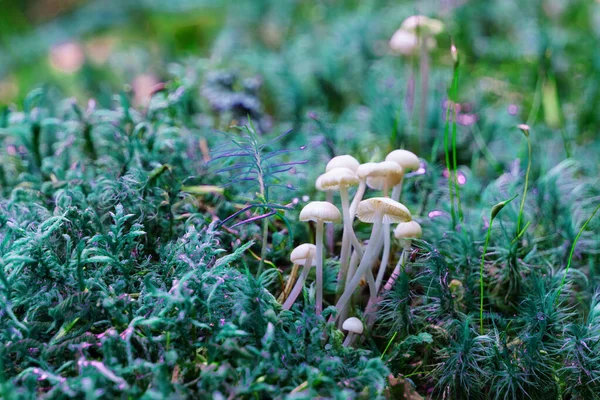 草や苔のミセナキノコ — ストック写真