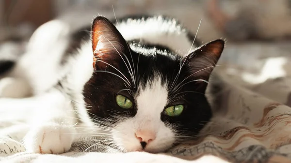 Hermoso Calmante Negro Blanco Ojos Verdes Gato Acostado Ropa Cama — Foto de Stock