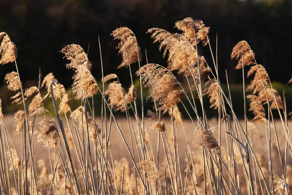 Pampas Gras Het Meer Rivier Gouden Riet Zwaait Wind Tegen — Stockfoto