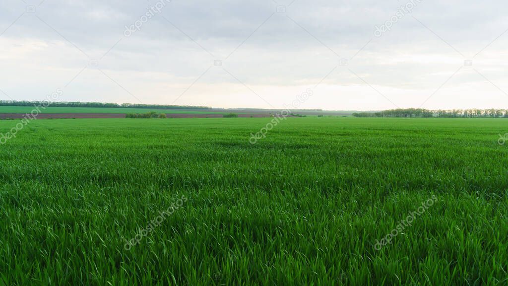 Green young agriculture countryside fields and white sunrise clouds on sky in spring day. Horizontal background, scenic local organic farm concept. Copy space. Lonely calm mood meditative nature.
