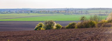 Erken bahar yeşillik manzarası. Tarımsal manzaralar tarlayı çiçek açan ağaçlarla buğday sektörlerine ayırıyor. Yatay arkaplan, kopyalama alanı.