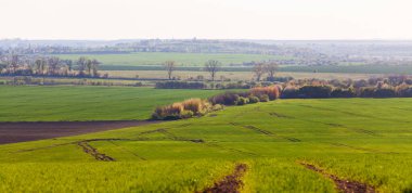 Erken bahar yeşillik manzarası. Tarımsal manzaralar tarlayı çiçek açan ağaçlarla buğday sektörlerine ayırıyor. Yatay arkaplan, kopyalama alanı.