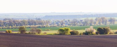 Erken bahar yeşillik manzarası. Tarımsal manzaralar tarlayı çiçek açan ağaçlarla buğday sektörlerine ayırıyor. Yatay arkaplan, kopyalama alanı.