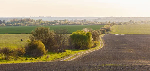 Wczesna Wiosna Widok Zielone Pola Krajobraz Rolniczy Dzielący Pole Sektory — Zdjęcie stockowe