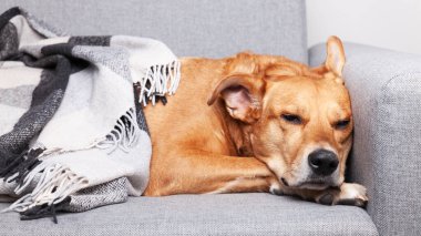 Sevimli Redginger melez köpek gri kanepenin altında. Evcil hayvan bakımı ve evlat edinme kavramı. Evcil hayvan içeride ısınıyor..