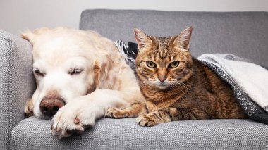 Mutlu genç Golden Retriever köpeği ve tatlı melez kedi, rahat tartan ekoseli kumaşın altında. Evcil hayvanlar soğuk kış havasında siyah beyaz battaniyenin altında ısınırlar. Evcil hayvanların dostluğu. Hayvan bakımı konsepti.