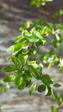 Taze yapraklı yeşil elma dalı. Ekolojik Cottagecore yaşam tarzı duvar kağıdı.