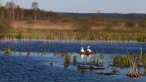 Swans on nest. Springtime background.