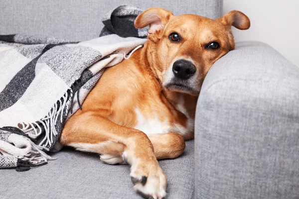 Sevimli Redginger Melez Köpek Gri Kanepenin Altında Evcil Hayvan Bakımı — Stok fotoğraf