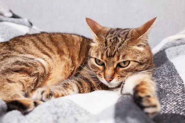 Krásné Smíšené Plemeno Tabby Kočka Relaxaci Šedé Teplé Vlny Kostkované — Stock fotografie