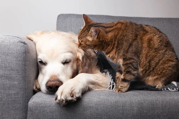 Happy Young Golden Retriever Dog Cute Mixed Breed Tabby Cat — Stok fotoğraf