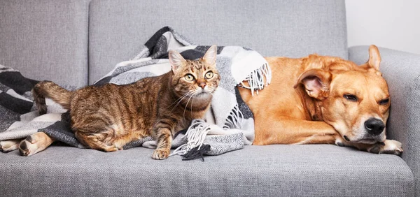 Mutlu kızıl köpek ve tatlı melez tekir kedi, rahat bir tartan ekosenin altında. Soğuk kış havasında ev hayvanları siyah beyaz battaniye altında ısınıyor. Evcil hayvanların dostluğu. Hayvan bakımı konsepti.