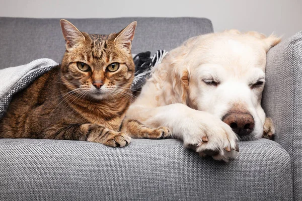 Happy Young Golden Retriever Dog Cute Mixed Breetabby Cat Cozy — Stockfoto