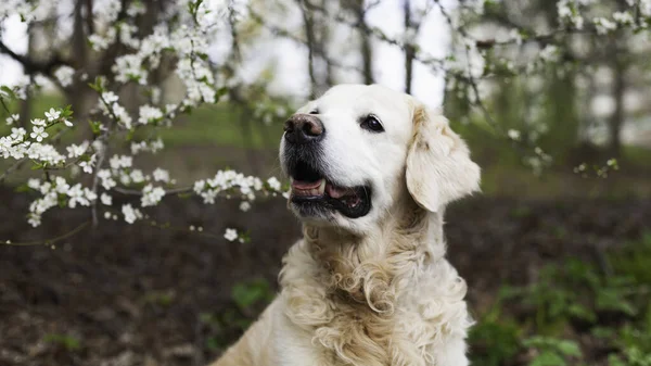 Happy smiling golden retriever puppy dog near tree with white flowers in spring  morning. Pets care and happiness concept. Copy space background.