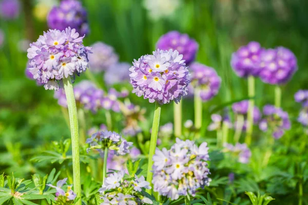 Primula denticulata, tavuk budu primula. Mor ilkbahar çiçekleri. Boşluk arkaplanı kopyala