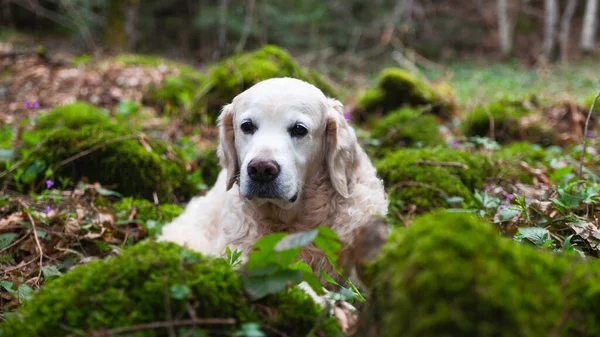 Золотая Собака Ретривер Природе Собака Лежит Зеленых Растениях Весна Парке Лицензионные Стоковые Фото