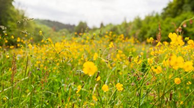 Bahçedeki güzel kır çiçekleri