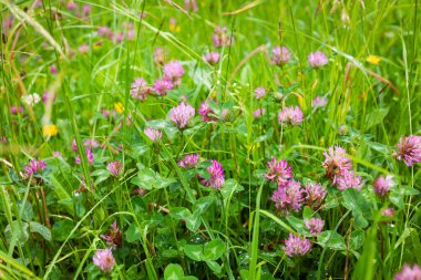 Bahçedeki güzel kır çiçekleri