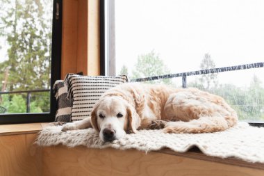 Sad bored golden retriever dog lying on hand-made authentic wool carpet and pillows near panoramic window in Scandinavian wooden cabin hotel or home. Rainy weather in mountains forest. Hygge concept.