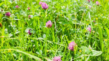 Bahçedeki güzel kır çiçekleri