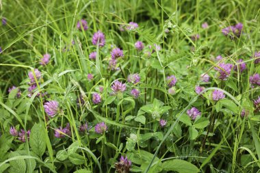 Bahçedeki güzel kır çiçekleri