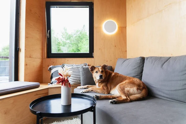 Happy red adopt dog lying on hand-made authentic wool carpet and pillows near panoramic window in Scandinavian wooden cabin hotel or home. Rainy weather in mountains forest. Hygge pets care concept.