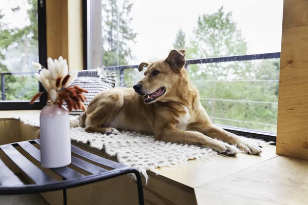 Happy red adopt dog lying on hand-made authentic wool carpet and pillows near panoramic window in Scandinavian wooden cabin hotel or home. Rainy weather in mountains forest. Hygge pets care concept.