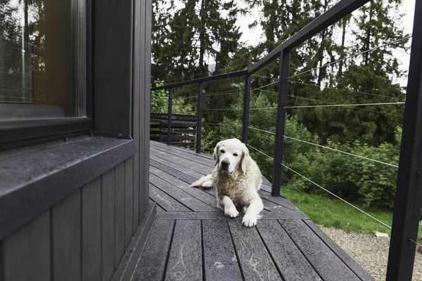 Adorable Perro Golden Retriever Aire Libre Cerca Una Moderna Cómoda —  Fotos de Stock