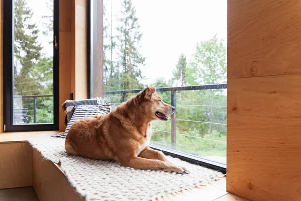 Happy red adopt dog lying on hand-made authentic wool carpet and pillows near panoramic window in Scandinavian wooden cabin hotel or home. Rainy weather in mountains forest. Hygge pets care concept.