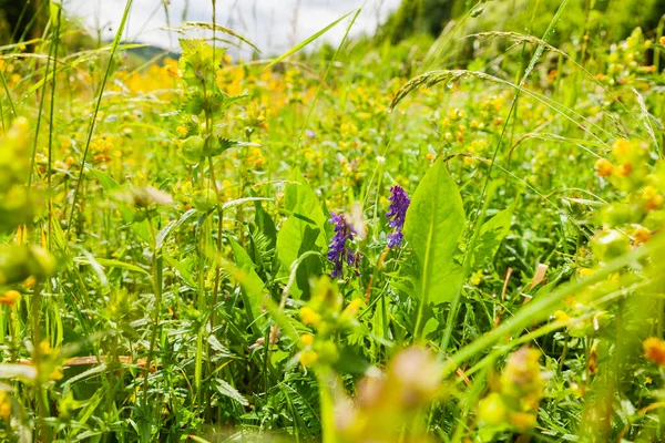 Beautiful Wildflowers Garden — ストック写真