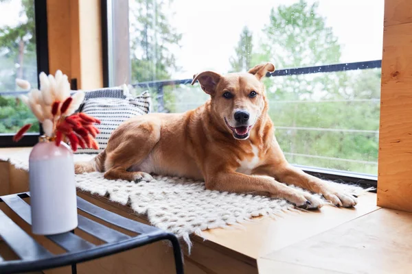 Happy red adopt dog lying on hand-made authentic wool carpet and pillows near panoramic window in Scandinavian wooden cabin hotel or home. Rainy weather in mountains forest. Hygge pets care concept.