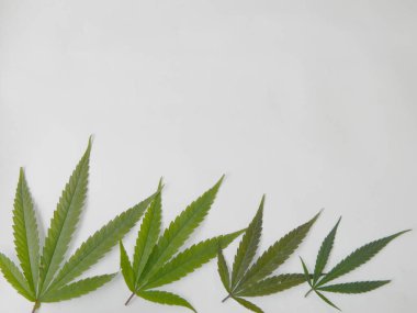 Beyaz arkaplanda esrar yaprakları