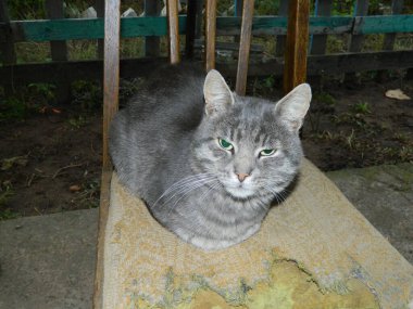 Kızgın kedi objektife bakıyor.