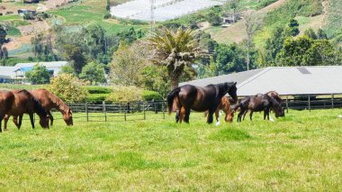 Panama, Cerro Punta, bir dağ çiftliğinde otlayan atlar.