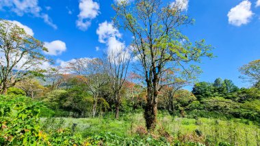 Panama, Boquete tepeleri, güneşli bir günde tropikal ormanın panoramik manzarası