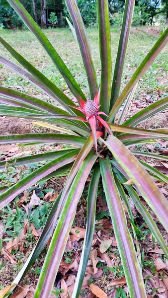 Panama Boquete Pineapple Plant Bloom Nature — Foto de Stock