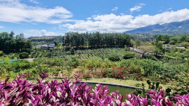 Panama, Boquete, panoramic view of the valley with coffee plantation on a sunny day