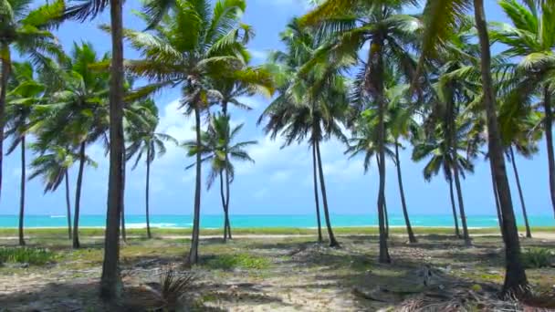 Paisaje Con Vista Través Los Cocoteros Una Hermosa Playa Con — Vídeo de stock