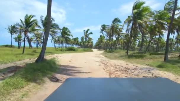砂の地形にヤシの木を通過バギーに乗る ブラジル北東部の観光冒険 Ipojuca PeのMaracaipeビーチ — ストック動画