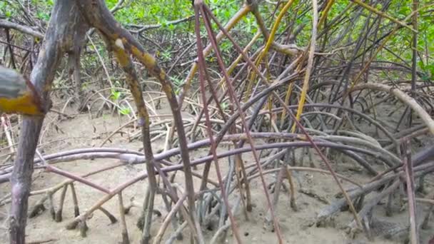 Mangrov Toprağı Bitki Örtüsü Alçak Gelgitte Mangrove Kuzeydoğu Brezilya Kıyısında — Stok video