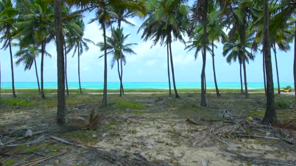 Hindistan Cevizi Ağaçlarının Arasından Manzaralı Güzel Bir Kumsala Giden Mavi — Stok video