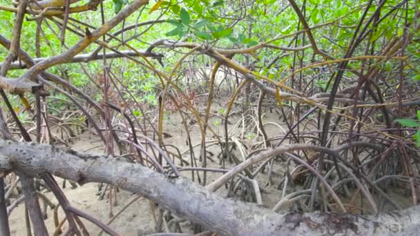 Gleba Namorzynowa Roślinność Podczas Odpływu Mangrove Wybrzeżu Północno Wschodniej Brazylii — Wideo stockowe