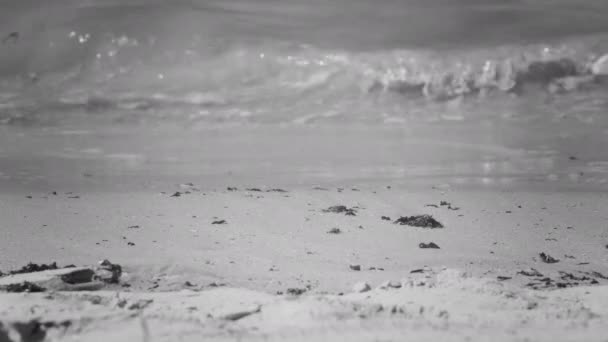 汽水域の砂川の岸と砂を打つ川の水の黒と白のノスタルジックな背景 — ストック動画