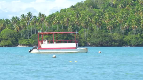 Pequeño Catamarán Turístico Río Formoso Naturaleza Tropical Fondo Con Cocoteros — Vídeo de stock