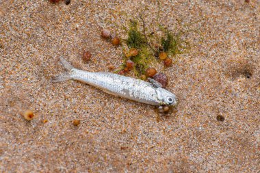 Kumsalda üzerinde sinek olan küçük ölü deniz balığı. Adamın doğadaki eylemleri nedeniyle deniz yaşamına çevresel zarar verme kavramı.