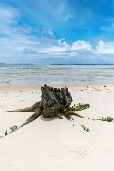 Hermoso Paisaje Tronco Árbol Roto Cerca Las Raíces Una Hermosa — Foto de Stock