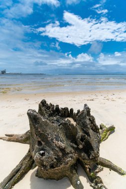 Kırık bir ağaç gövdesinin güzel manzarası mavi gökyüzü günüyle güzel bir sahilde kökleri üzerinde. Kamboa sahilinde, Ipojuca - Beden Eğitimi, Brezilya.