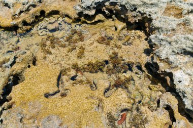 Praia dos Carneiros, Tamandare - PE, Brezilya 'nın doğal havuzlarının kaya oluşumlarıyla resiflerin manzarası. Pernambuco eyaletinin turizm beldesi.