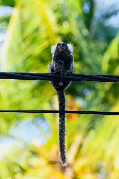 Marmoset Liar Tiang Kawat Dari Daerah Wisata Alam Hewan Cantik — Stok Foto